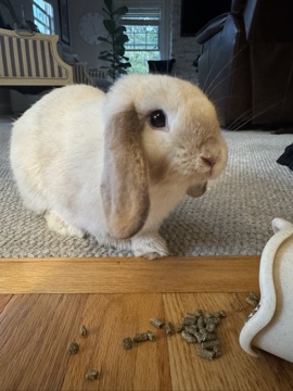 Luna the rabbit